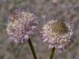 Cephalaria transsylvanica. Соцветия (диаметр около 3 см). Южный берег Крыма, галечный пляж у моря возле Понизовки. 10 июля 2011 г.