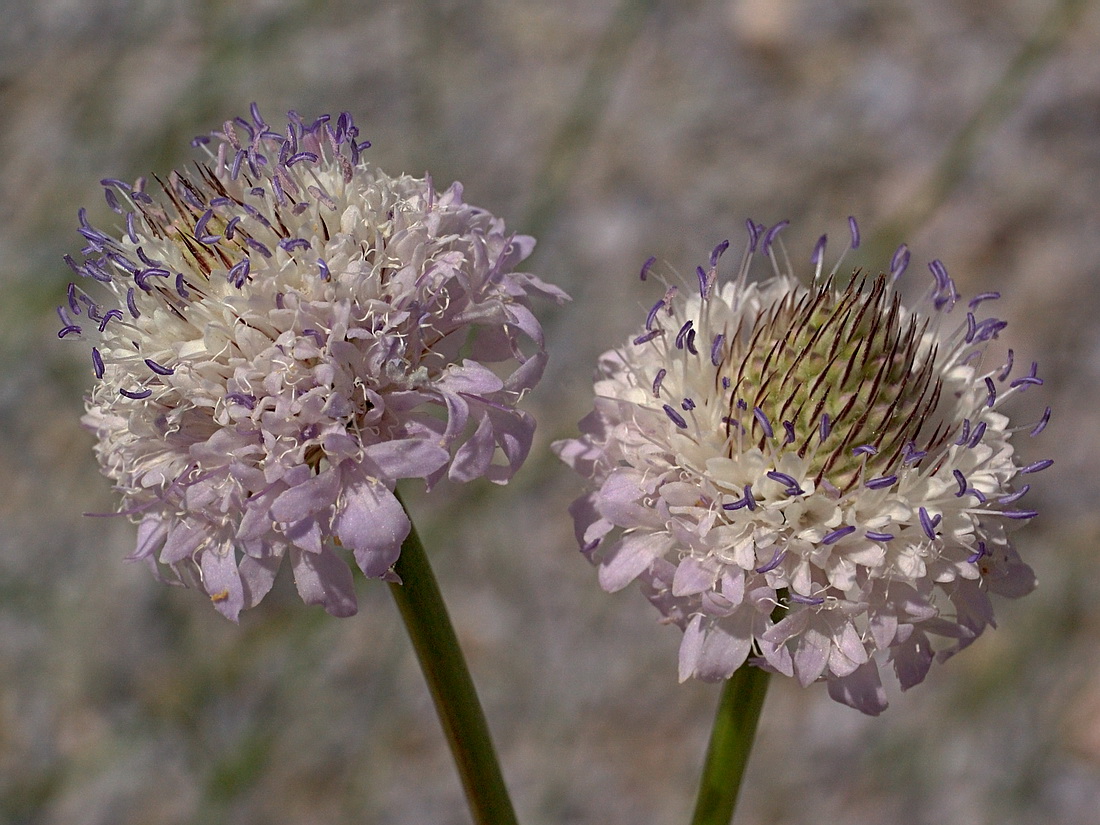 Image of Cephalaria transsylvanica specimen.