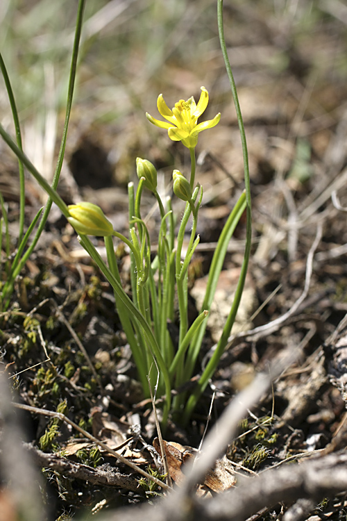 Image of Gagea olgae specimen.