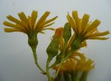 Hieracium virosum