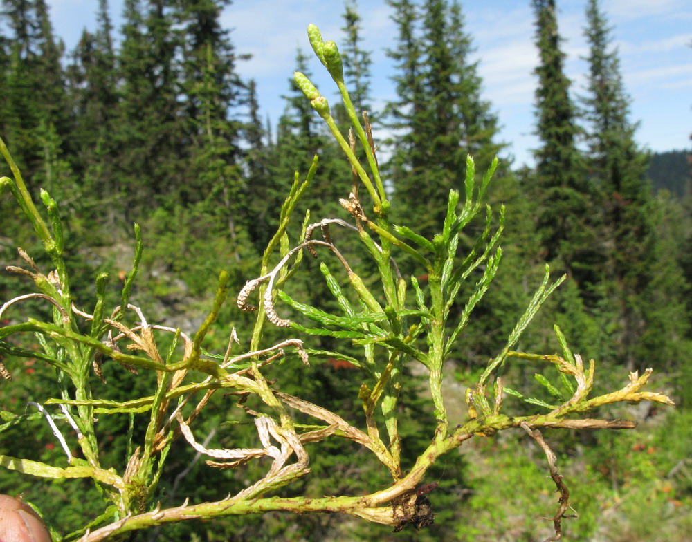 Image of Diphasiastrum complanatum ssp. hastulatum specimen.