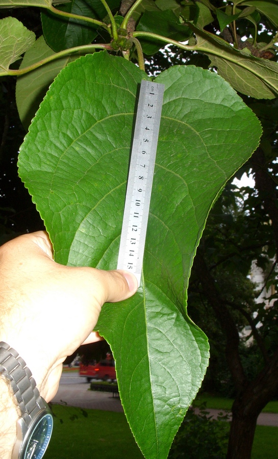 Image of Populus lasiocarpa specimen.