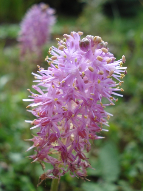 Image of Scilla scilloides specimen.