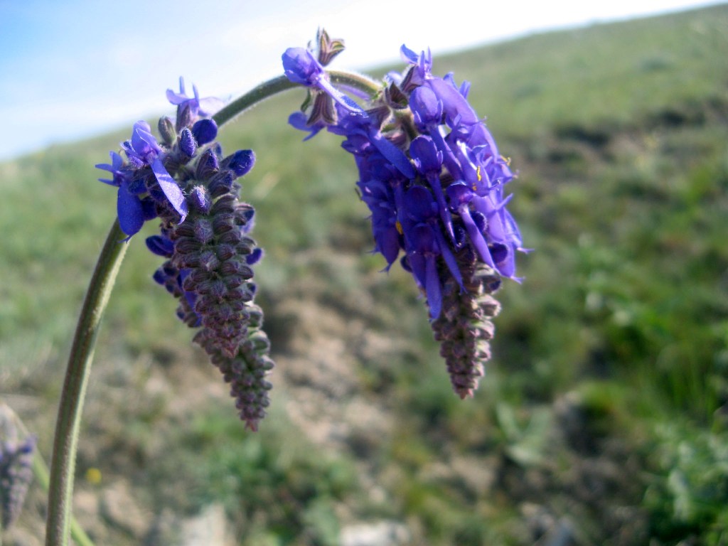 Image of Salvia nutans specimen.