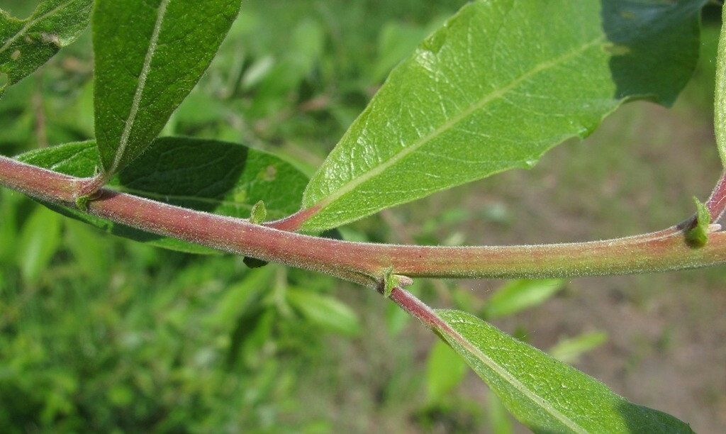 Изображение особи Salix × laurina.