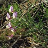 Vicia subvillosa. Верхушка цветущего растения. Казахстан, Кызылординская обл., Жанакорганский р-н, низкогорья хр. Каратау у п. Кайнарбулак. 28.04.2011.