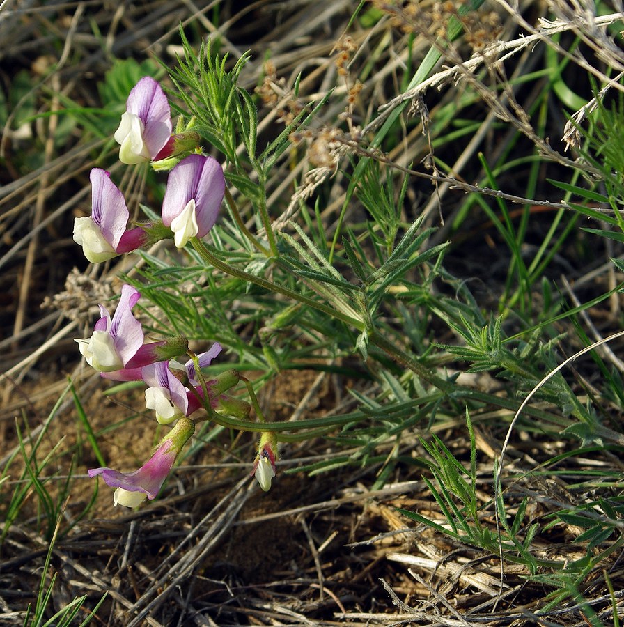 Image of Vicia subvillosa specimen.