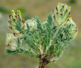 Astragalus cyrtobasis