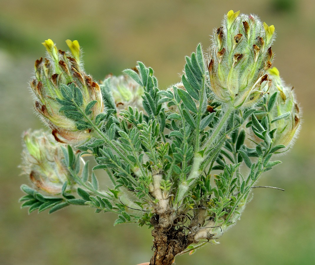 Image of Astragalus cyrtobasis specimen.