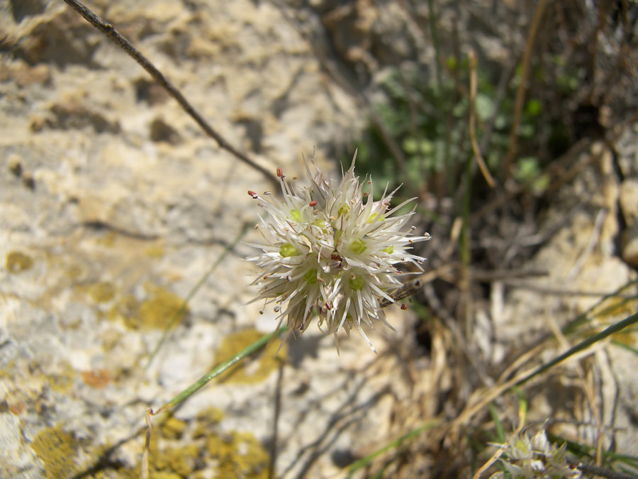 Изображение особи Allium schistosum.