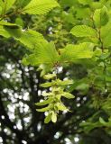 Carpinus betulus. Ветвь с соплодием. Словакия, Кошицкий край, район Рожнява, на опушке. 31.07.2011.