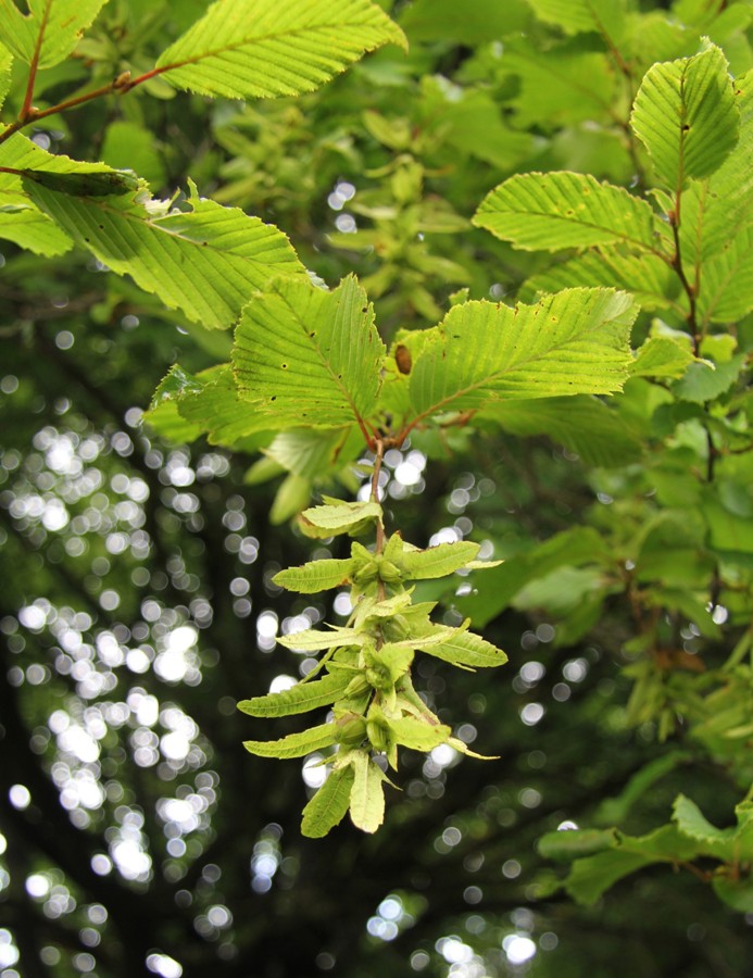 Изображение особи Carpinus betulus.