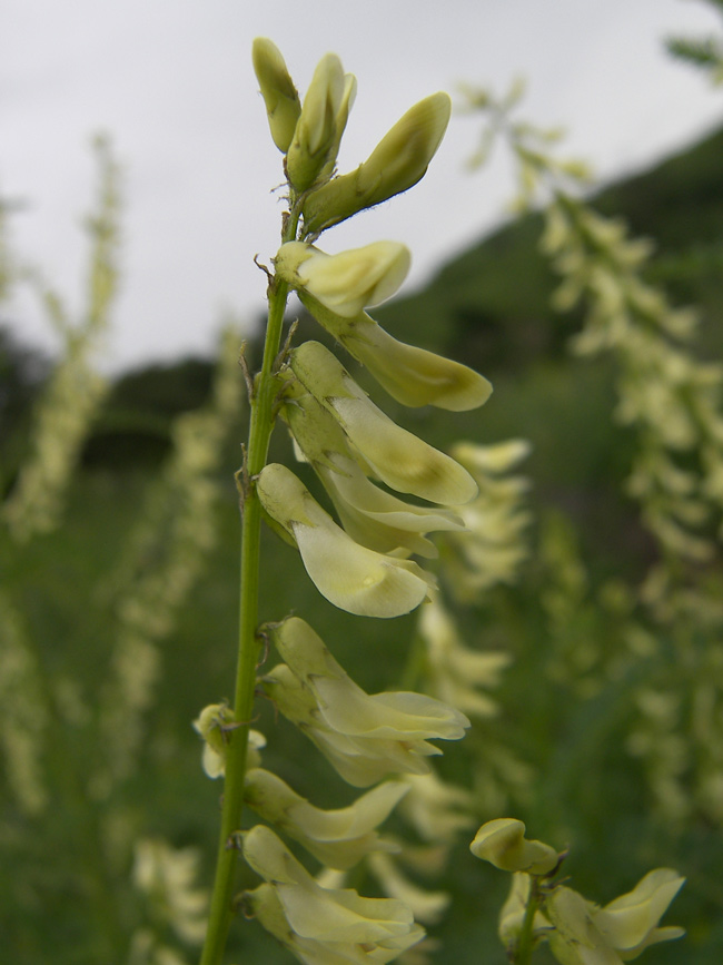 Изображение особи Astragalus galegiformis.