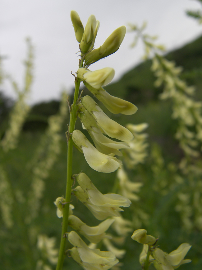 Image of Astragalus galegiformis specimen.