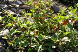 Solanum zelenetzkii