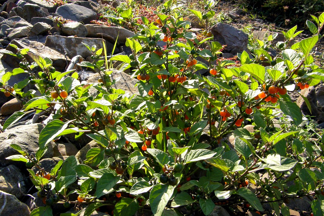 Image of Solanum zelenetzkii specimen.