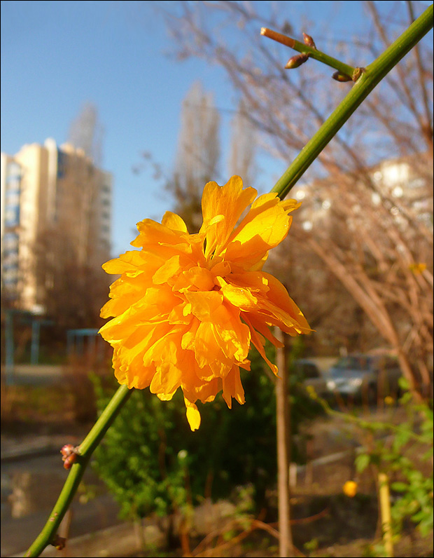 Изображение особи Kerria japonica var. pleniflora.