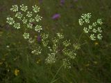 Pimpinella saxifraga