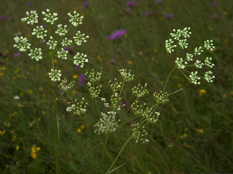 Image of Pimpinella saxifraga specimen.