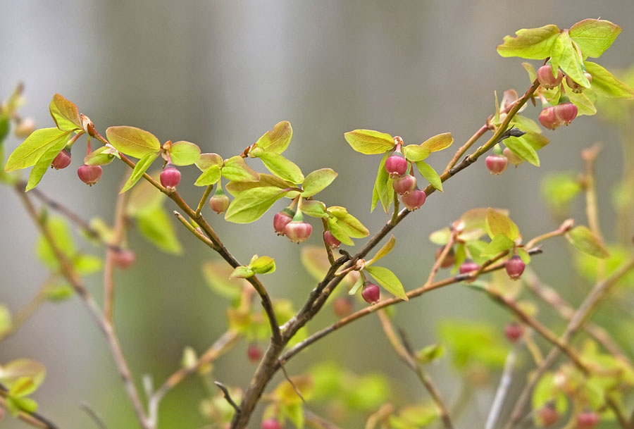 Image of Vaccinium axillare specimen.