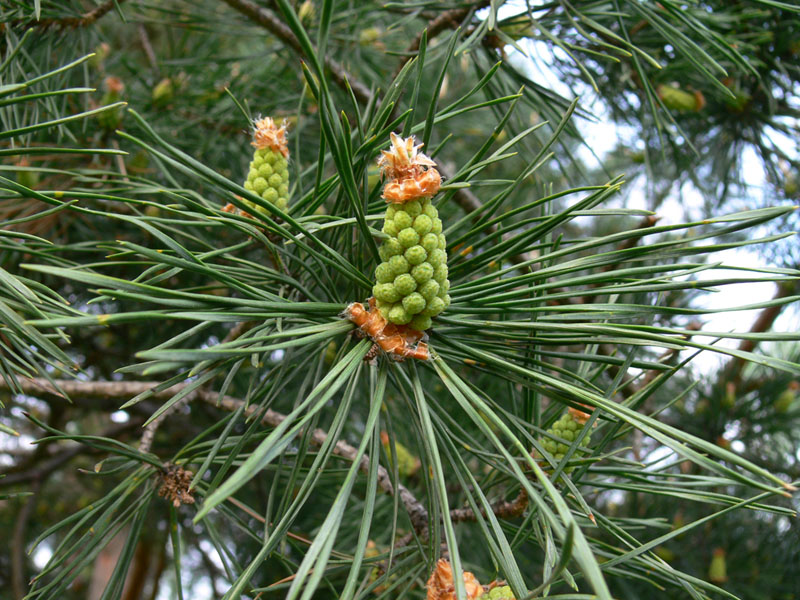 Изображение особи Pinus sylvestris.