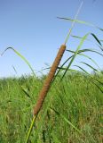 Typha angustifolia