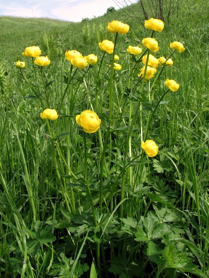 Изображение особи Trollius europaeus.