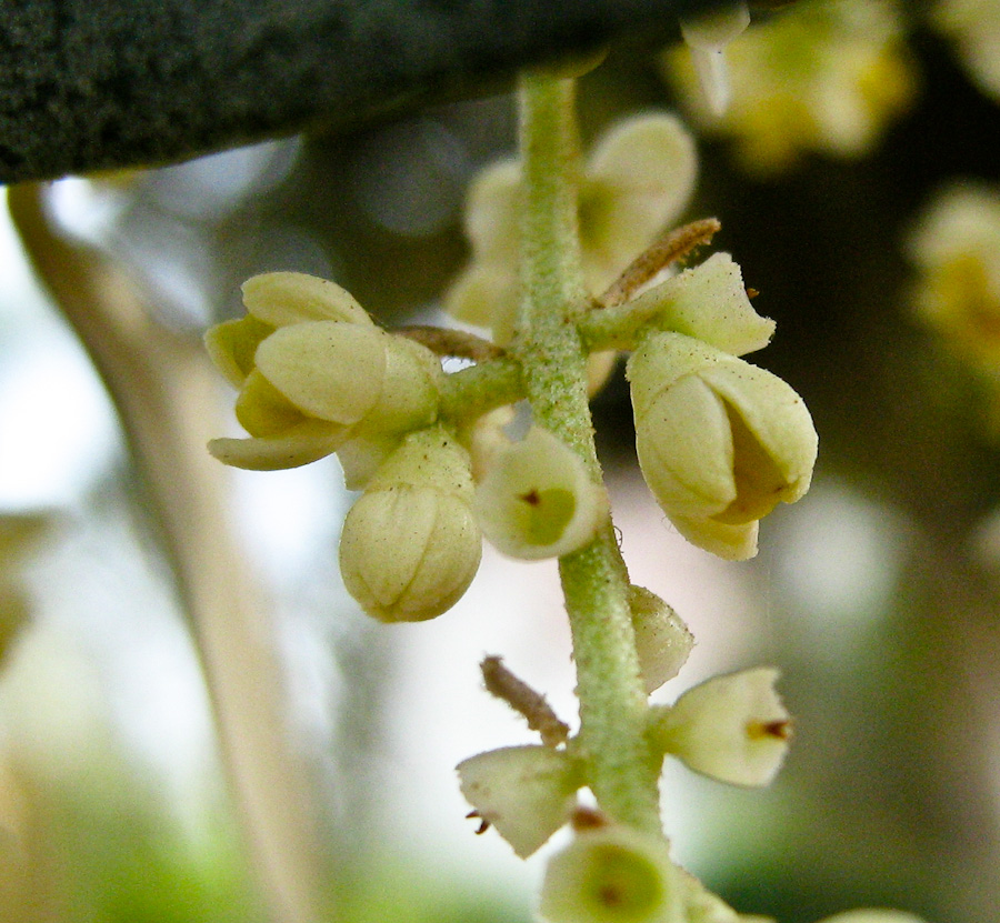 Image of Olea europaea specimen.