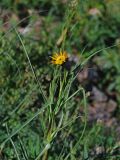 Tragopogon songoricus