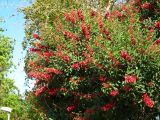 Erythrina crista-galli