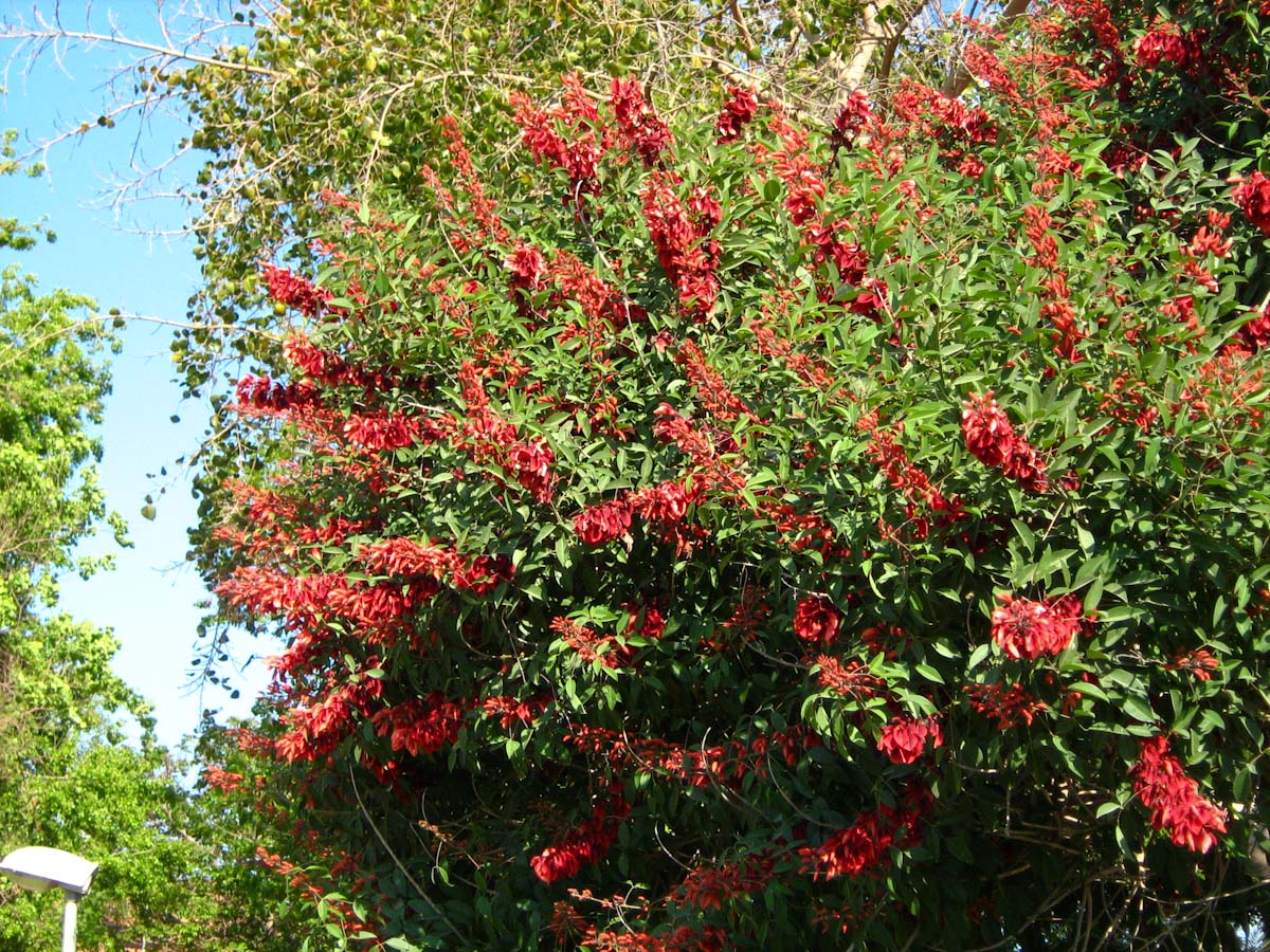 Изображение особи Erythrina crista-galli.