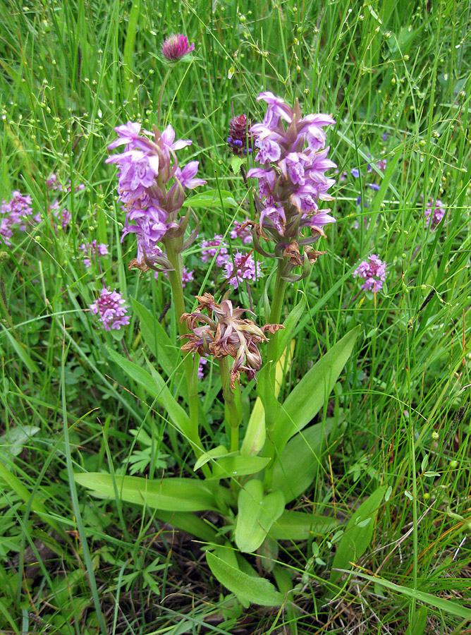 Image of Dactylorhiza majalis specimen.