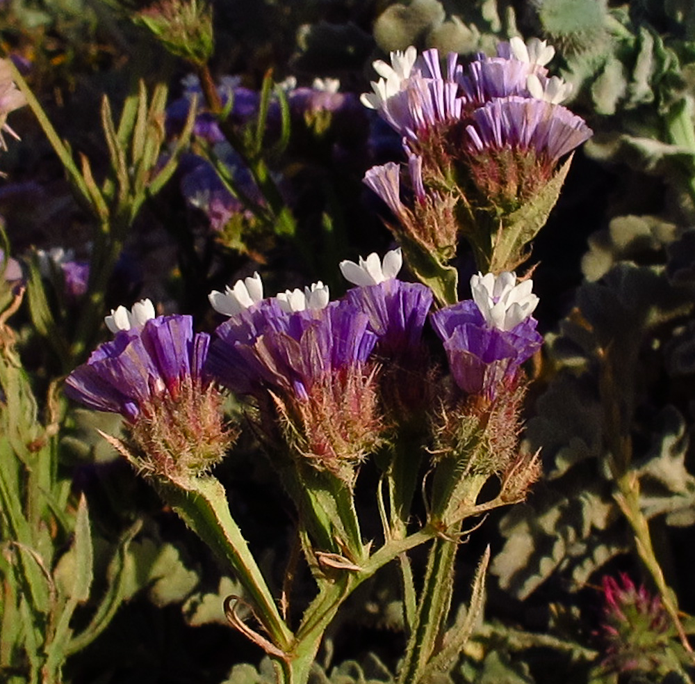 Image of Limonium sinuatum specimen.