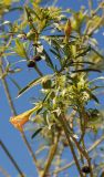 Thevetia peruviana. Ветвь с незрелыми плодами. Египет, Синай, Шарм-эль-Шейх, в культуре. 24.02.2009.