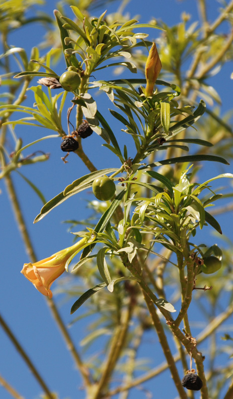 Image of Thevetia peruviana specimen.