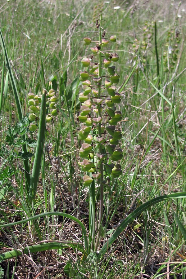 Image of Bellevalia lypskyi specimen.
