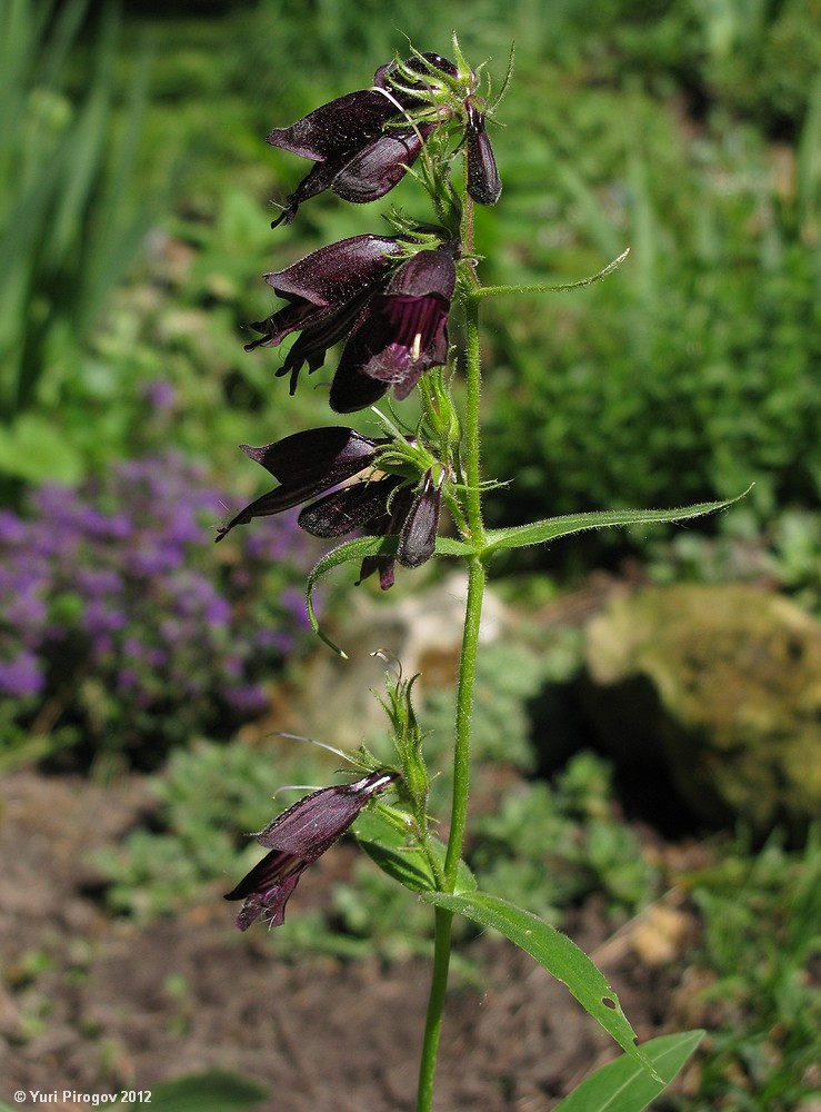 Изображение особи Penstemon whippleanus.