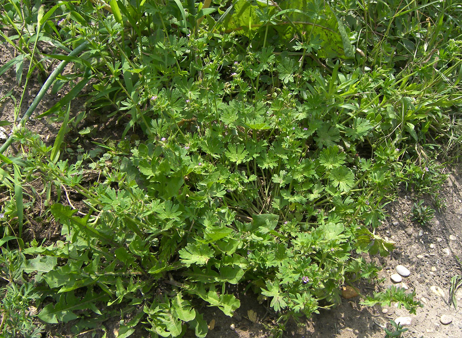 Image of Geranium pusillum specimen.