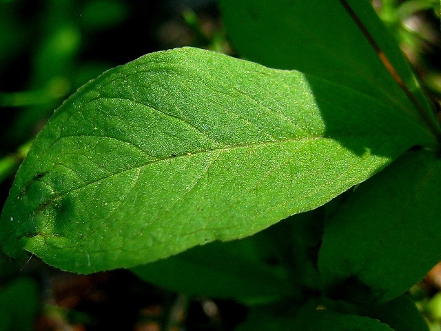 Изображение особи Trientalis europaea.