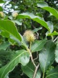 Fagus &times; taurica