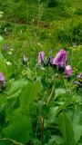 Linum hypericifolium