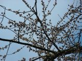 Acer saccharinum. Часть кроны цветущего дерева. Курская обл., г. Железногорск, в посадке. 7 апреля 2009 г.