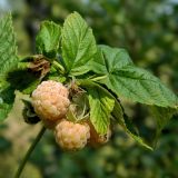 Rubus idaeus. Верхушка побега со зрелыми плодами (желтоплодная форма). Смоленская обл., Смоленский р-н, окр. пос. Каспля, нижняя часть склона моренной гряды. 26.07.2012.