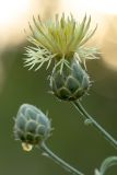 Centaurea salonitana