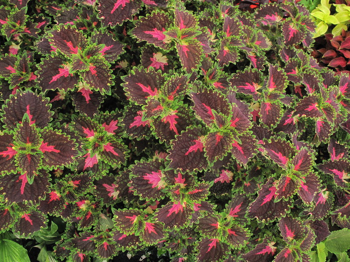 Image of Coleus scutellarioides specimen.