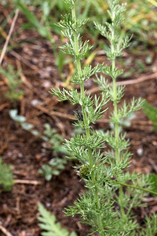 Изображение особи Artemisia serotina.