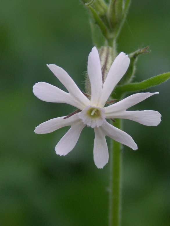 Изображение особи Silene noctiflora.