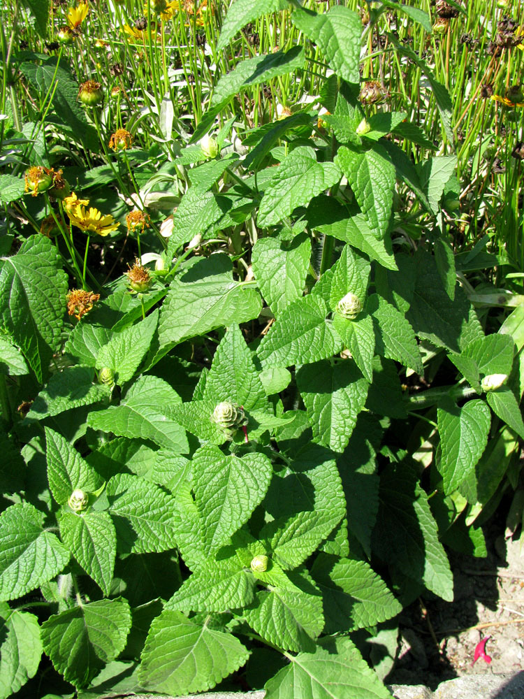 Изображение особи Salvia coccinea.