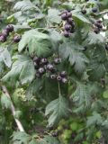 Crataegus pentagyna