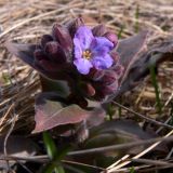 Pulmonaria mollis. Растение с бутонами и цветком. Свердловская обл., окр. г. Североуральск, опушка соснового леса. 06.05.2012.